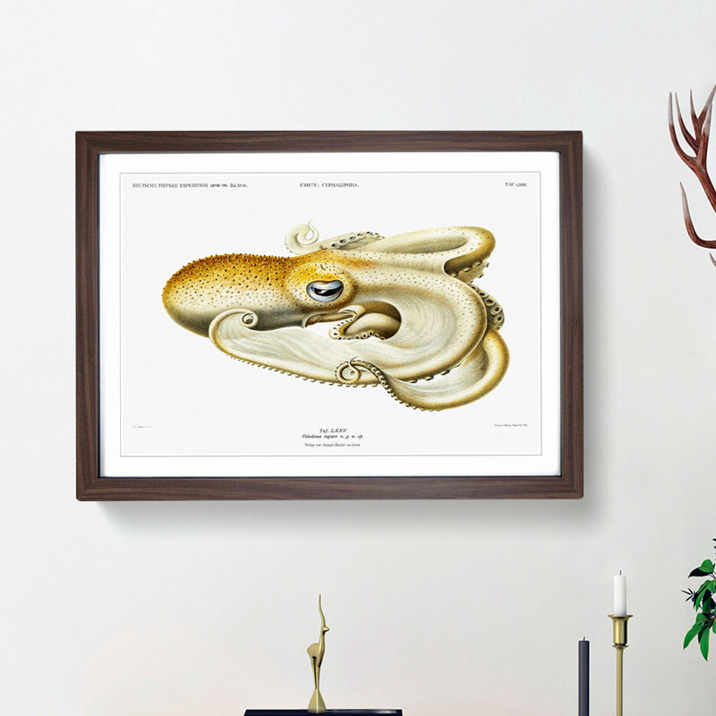 Velodona Octopus by Carl Chun - Picture Frame Painting Print, 36cm H x 48cm W x 2cm D, Walnut Framed