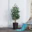 Adcock UV Protected Artificial Ficus Tree with Decorative Base, Faux Ficus Plant with Natural Trunk-1722551521-1722551526