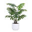 PLANT PHILODENDRON POT 3FT