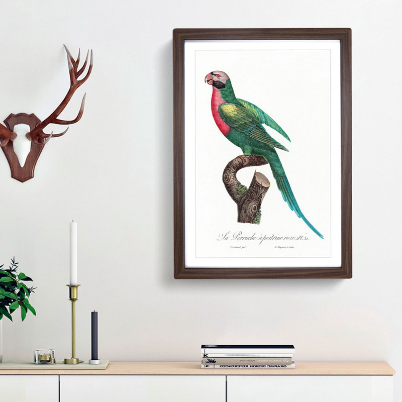 Red-Breasted Parakeet by F. Levaillant - Picture Frame Painting Print, 48cm H x 36cm W x 2cm D, Walnut Framed