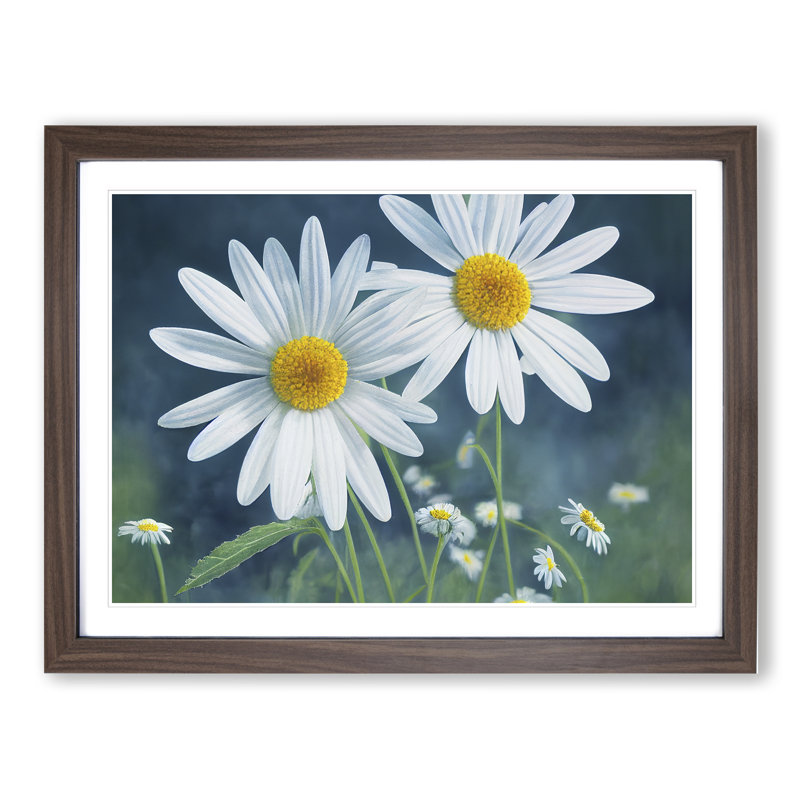 Pretty Daisy Flowers - Framed Print, 25cm H x 34cm W x 2cm D, Walnut Framed