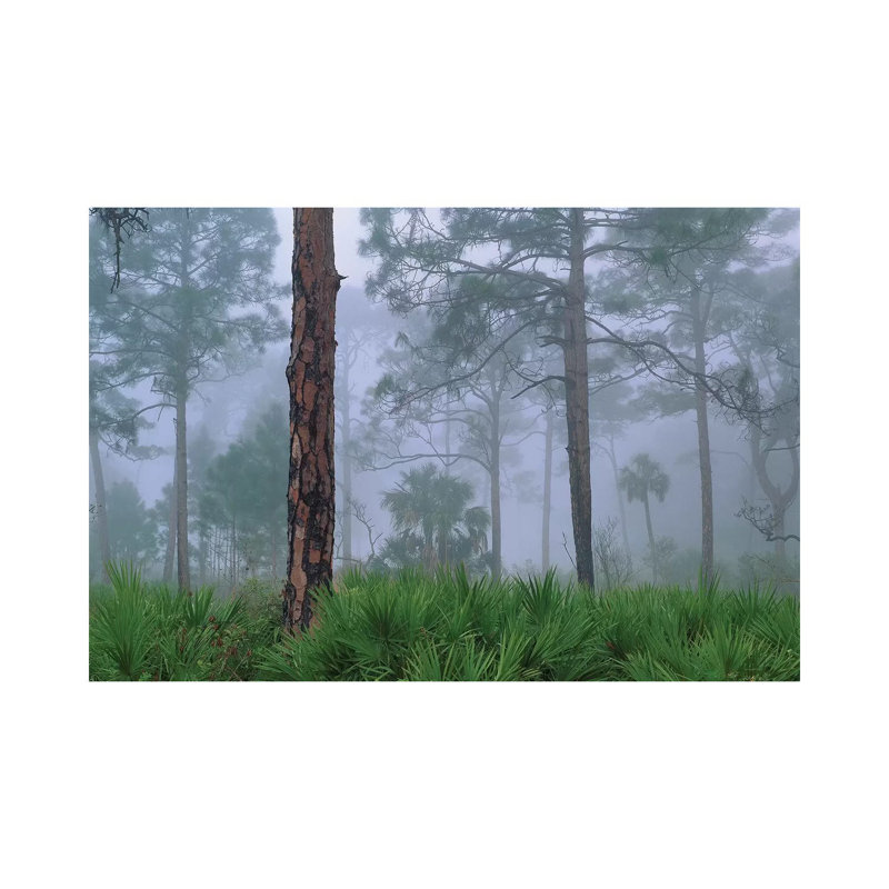 Saw Palmetto And Pine In Fog, Near Estero River, Florida Trees by Tim Fitzharris - Wrapped Canvas Print