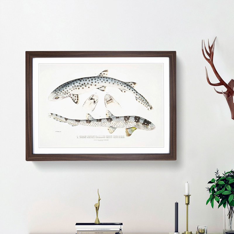 Bearded Sharks by John Edward Gray - Single Picture Frame Print, Walnut Framed, 24cm H x 33cm W x 2cm D