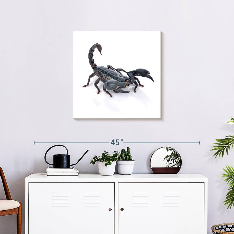 Crowle Emperor Scorpion, H 24 po x l 24 po
