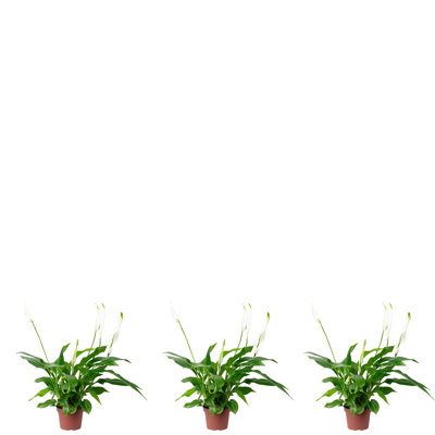 Set of 3 single -leaf Spathiphyllum