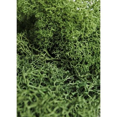 SuperMoss Preserved Reindeer Moss, Forest Green, 2oz
