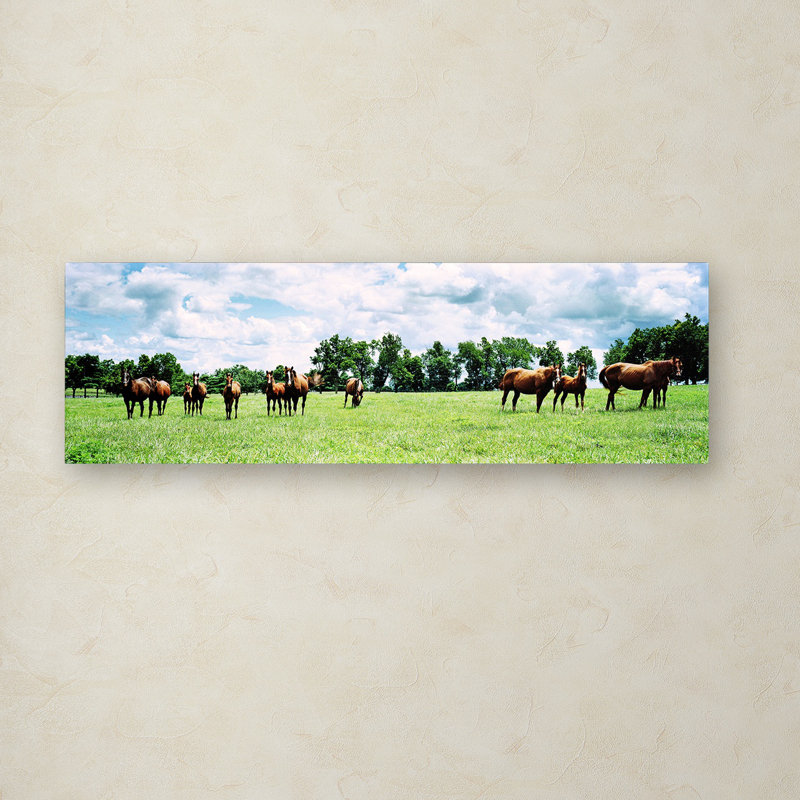 « kentucky cheval 5 », reproduction de photo sur toile tendue, H 16 po x l 47 po x P 2 po