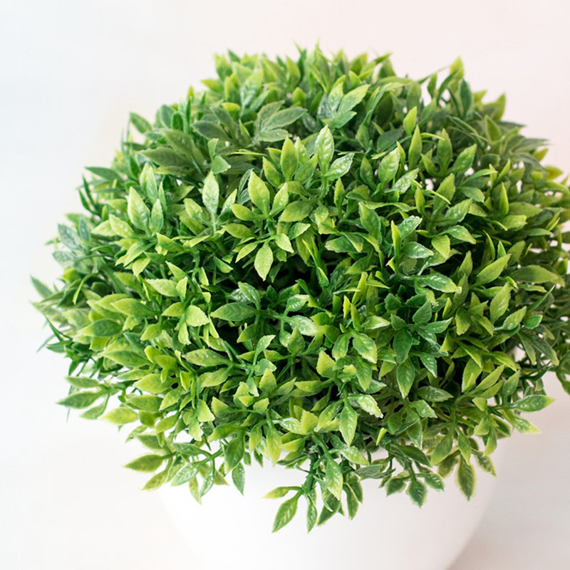 5,5 plante, 1