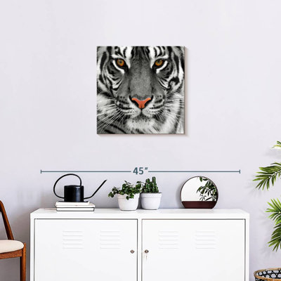 Brampt Staring Tiger