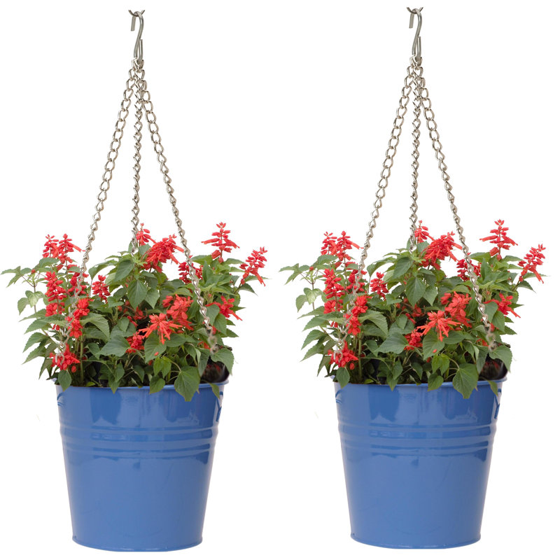Arnkell Metal Hanging Planter, Blue