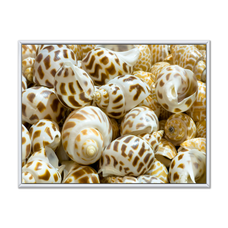 Gros plan de coquillages - art mural nautique et côtier sur toile, H 16 po x l 32 po x P 1 po, Cadre flottant blanc