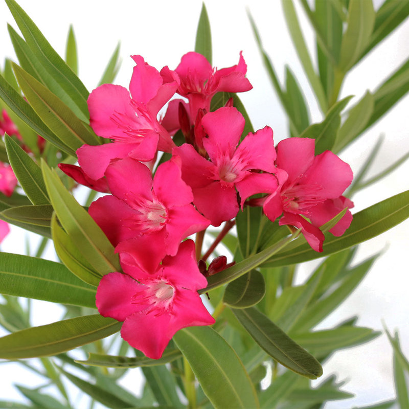 Calypso Pink Oleander Flowering Shrub in Black Pot