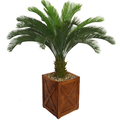 Palmier Cycas Panama