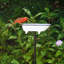 Bain d'oiseaux Brander-1041282363
