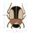 EnameledBeetle Cast Aluminum Trivet