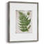 Greenhouse Fern II, reproduction encadrée - bois massif