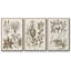 Sépia Botanical Journal VI 3 pièces-97711686-97711688