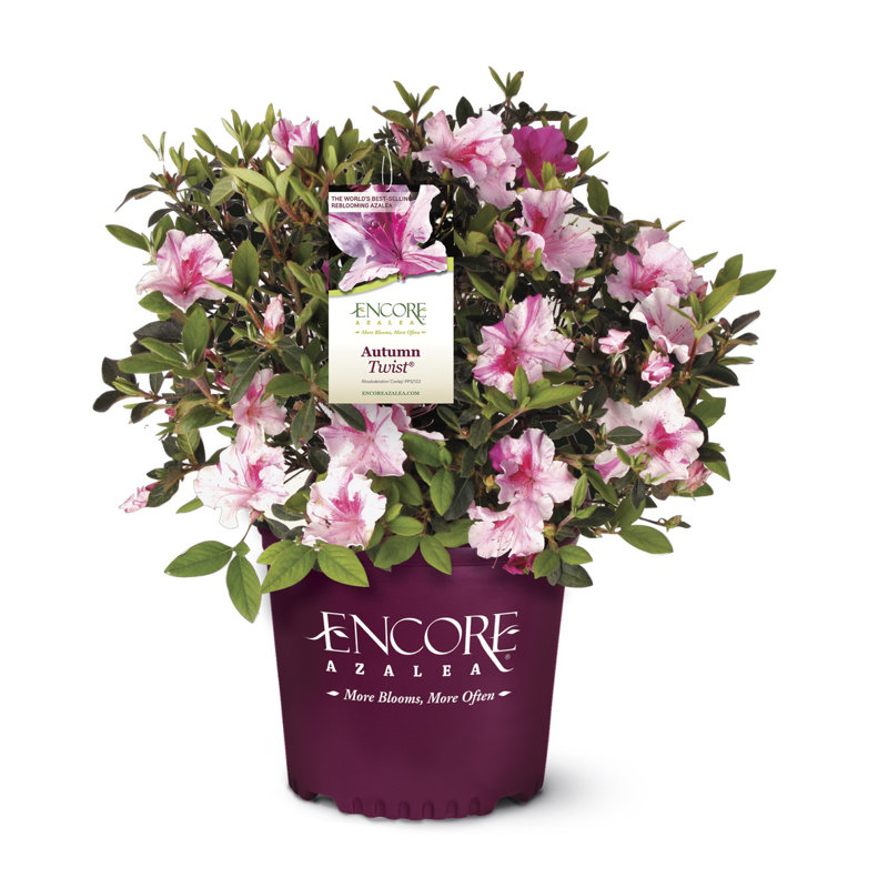 1 Gallon Autumn Twist Encore Azalea - Reblooming Evergreen Shrub for Full Sun to Part Shade