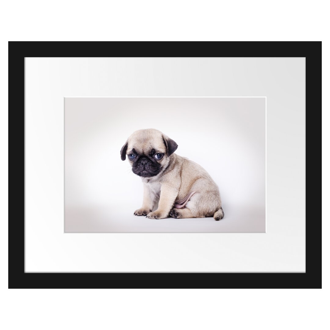 Gerahmtes Poster Kleiner Hundewelpe Mops