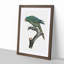 Blue Naped Parrot by F. Levaillant - Picture Frame Painting Print-55544326-55544328