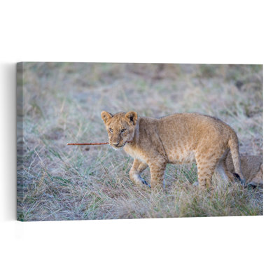 Playful Cub'S Stick Playful Contemporary Cat Lion Nature Wildlife Wall Art Print