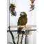 Banc de jeu Heyward Parrot-972022437