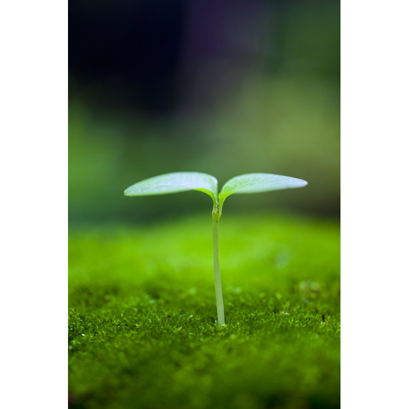 Sprout Growing by Oluolu3, 18" H x 12" W