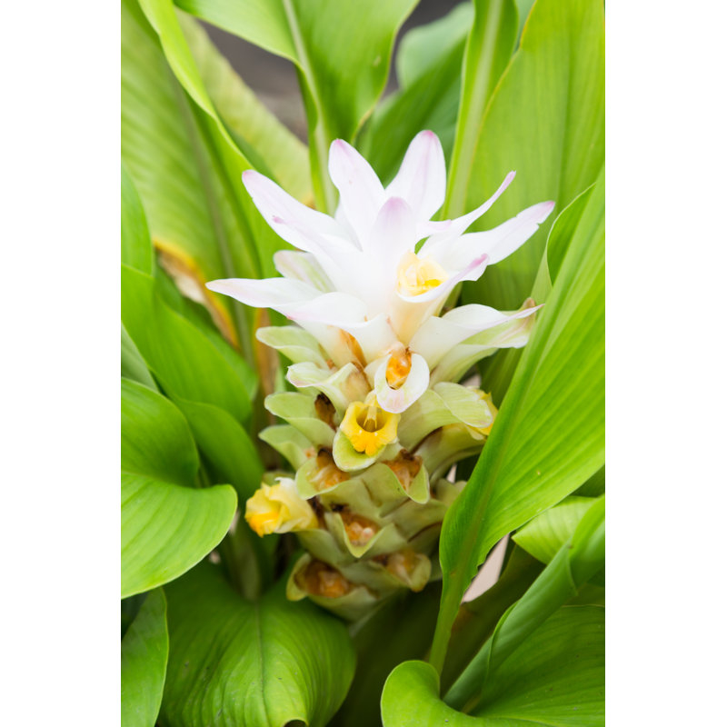 Fleur de curcuma - photographie sur toile, H 18 po x l 12 po
