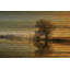 « tree coucher », reproduction d’art sur toile tendue-21867501