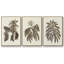 Sépia Botanical Journal VI 3 pièces-97711658-97711659