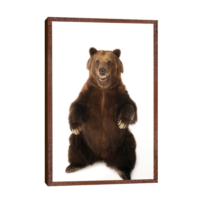 A Federally Threatened Grizzly Bear At Sedgwick County Zoo by Joel Sartore - Gallery-Wrapped Canvas Giclée on Canvas