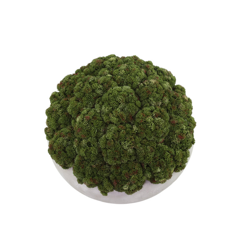 Sedum Arranged in a Stone Planter, 9" H x 15" W x 15" D, Green