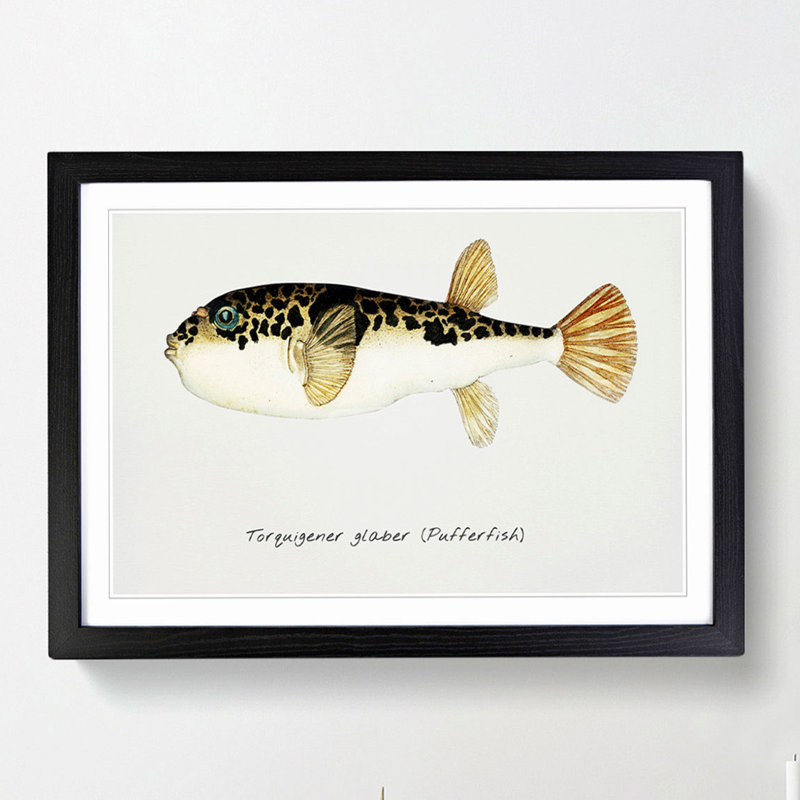 Illustration of a Pufferfish by F.E. Clarke - Picture Frame Graphic Art Print, 48cm H x 65cm W x 2cm D, Black Framed