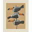 Tropic Trio-372020074