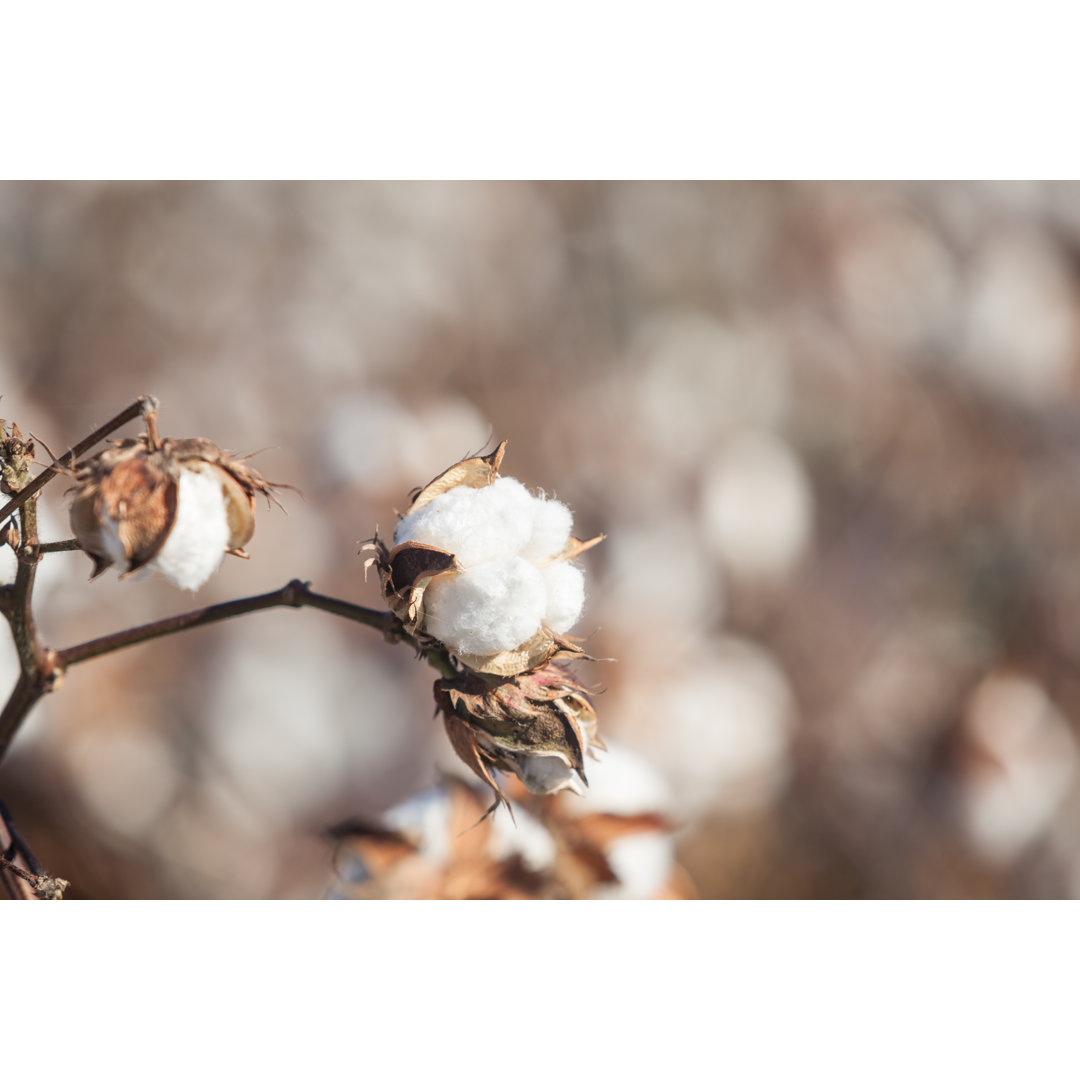 Full Frame Photo Of Cotton Field von Selimaksan - Kunstdrucke