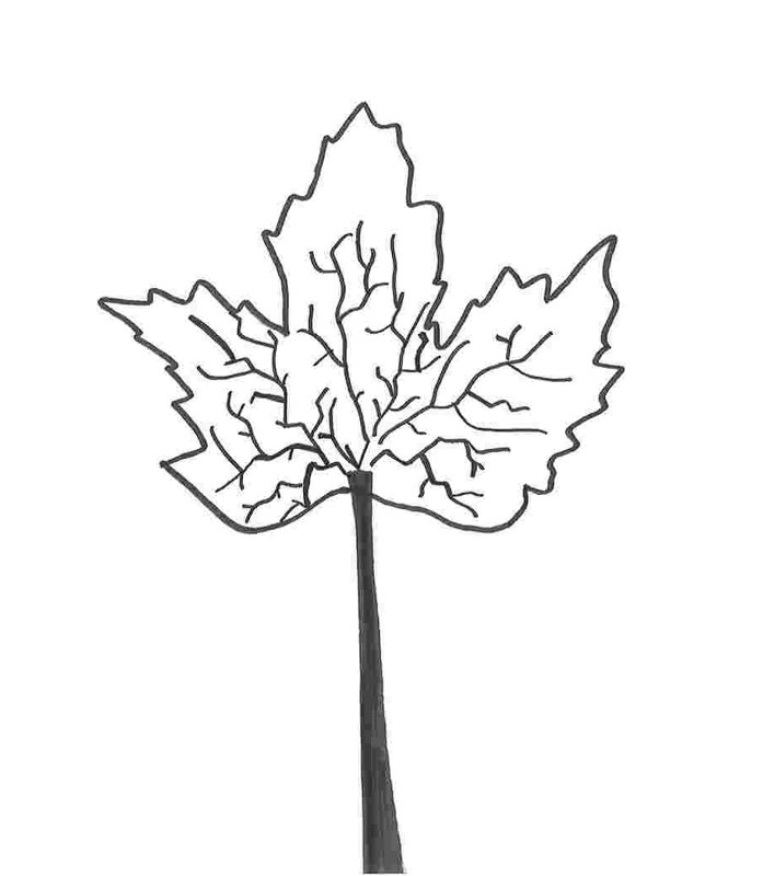 Érable 2 - Reproduction de dessin sur toile tendue, H 36 po x l 24 po