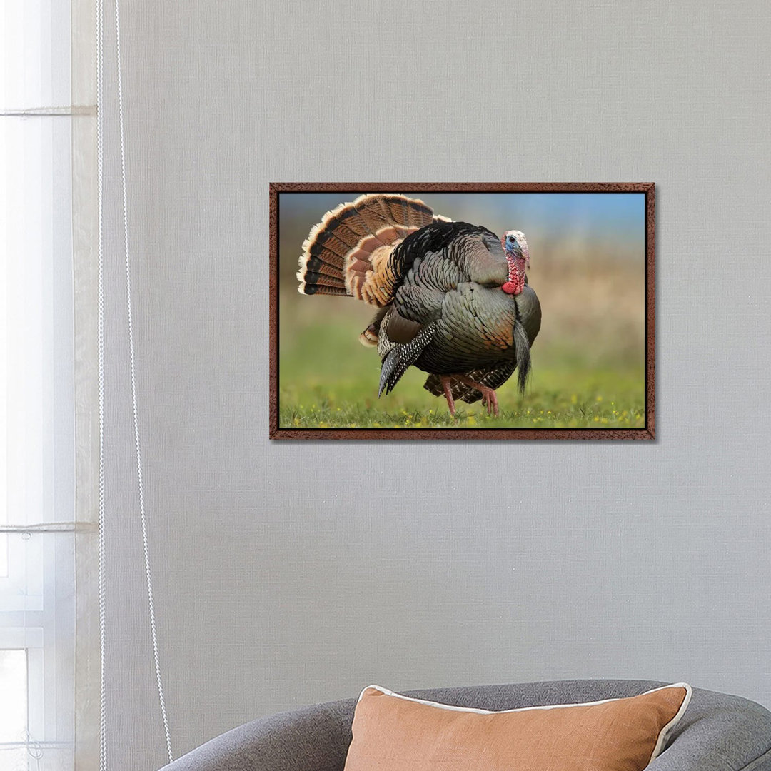 Wild Turkey Male In Courtship Display, Palo Duro Canyon State Park, Texas II von Tim Fitzharris - Gallery-Wrapped Canvas...