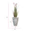 Plante 61 po