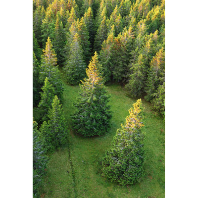 Pine forest at sunrise