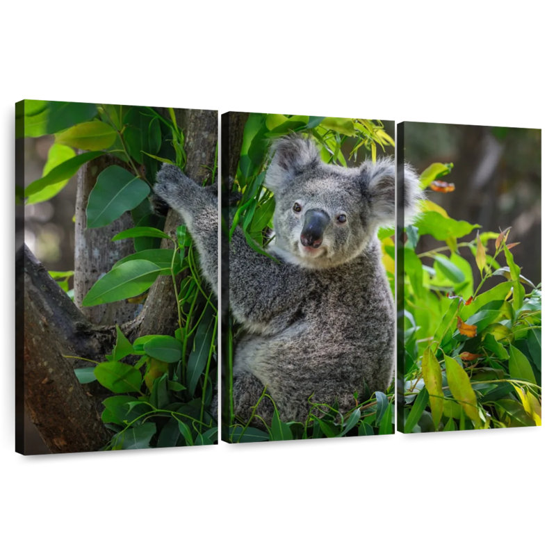 Mignon koala, H 20 po x l 33 po