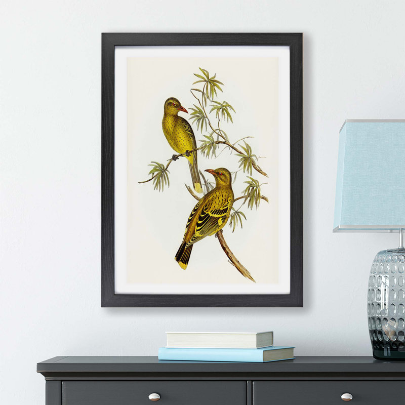 Crescent Marked Oriole Birds by Elizabeth Gould - Single Picture Frame Painting, 45cm H x 63cm W x 2cm D, Black