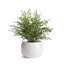 Aylor White Ceramic Outdoor Pot Planter