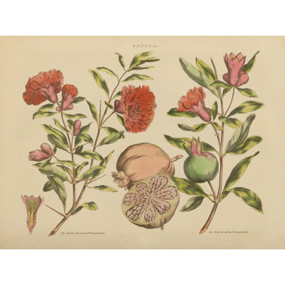 " Herbal Botanical III "