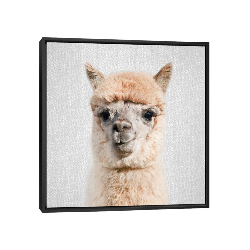 Alpaca par Gal Design - impression d'art graphique, Aucun mat, H 18 po x l 18 po x 1,5 po, Toile avec cadre noir