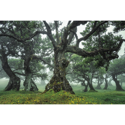 Enchanted Forest I