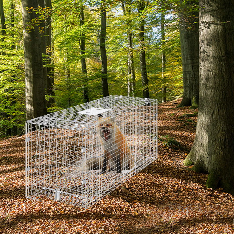 Cage à animaux vivante, piège à chat en fer galvanisé, H 26 po x l 50 po x P 20 po