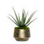 1 Plant