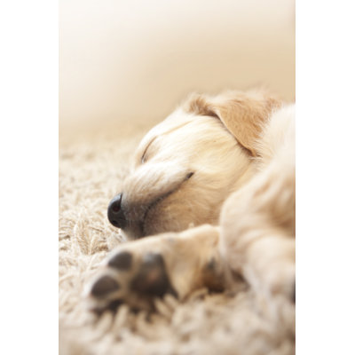 Golden Retriever Puppy - Wrapped Canvas Print