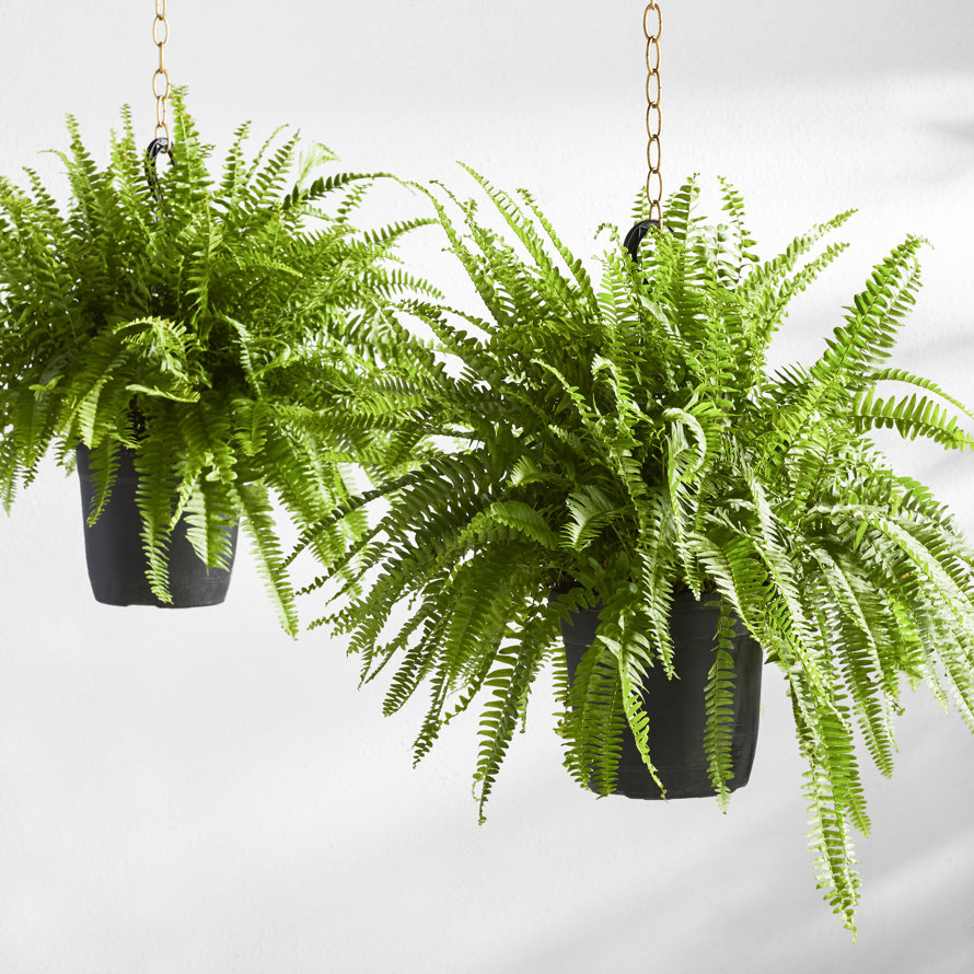 live garden plants