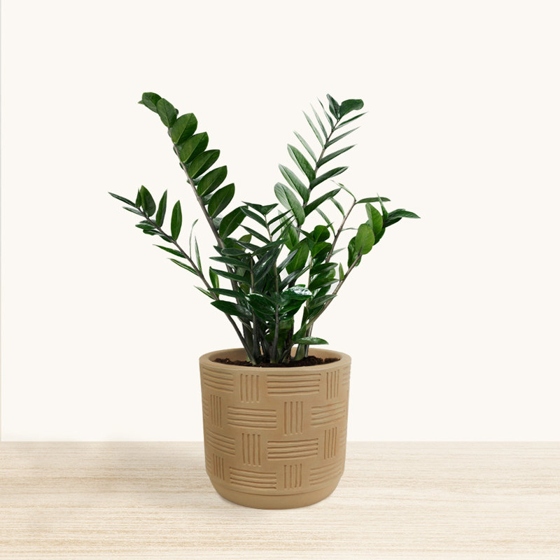Carly-Jane ECOBO 13.8 inches Eco-Friendly Round Pot Planter, Marajó A Indoor/Outdoor Four Season Use, Terracota
